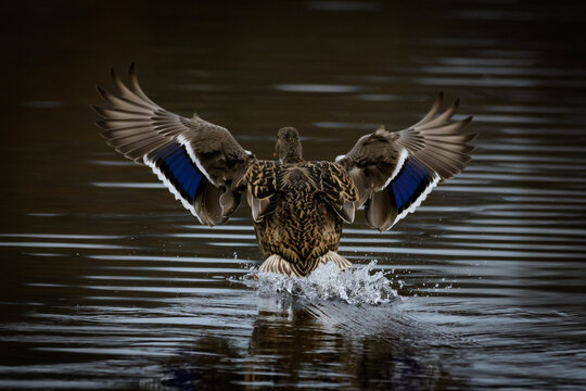 mallard ducks landing