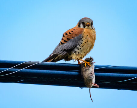 Close-up of an American kestrel perched on a metal pole with a dead rodent, British Columbia, Canada