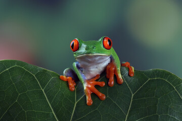 Portrait of a Red-eyed tree frog (Agalychnis callidrya) on a leaf, Indonesia