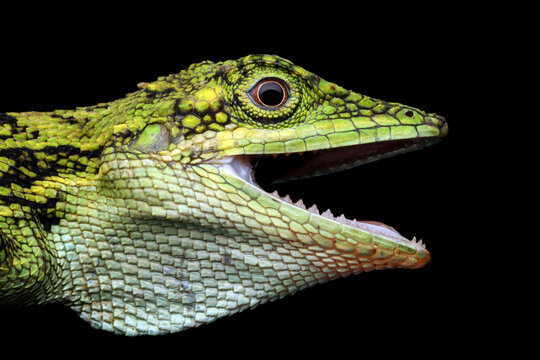 Close-up of a Indonesian false bloodsucker lizard head, Indonesia