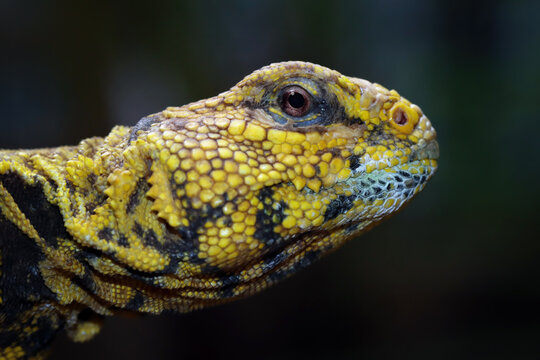Close-Up of a spiny tailed lizard head (uromastyx geyri), Indonesia