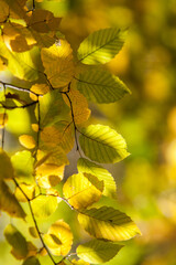 autumn in the forest