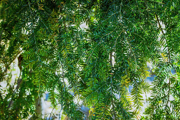 eastern hemlock hanging over and upclose