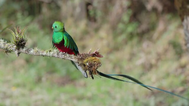 a wide shot of a male resplendent quetzal's tail feathers moving in the breeze a a forest of costa rica