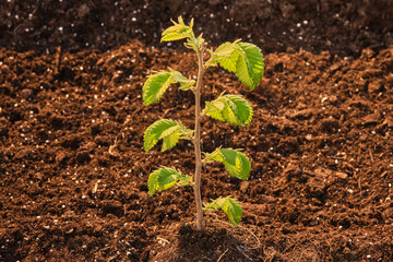 plant with green leaves sprouting from the brown earth with the sun shining from the side