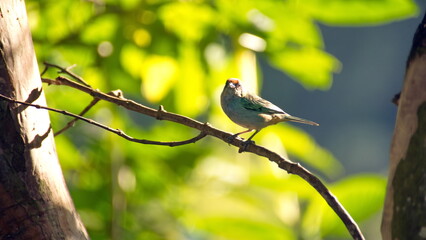 Scrub tanager (Stilpnia vitriolina) perched on a branch in the Intag Valley, outside of Apuela, Ecuador