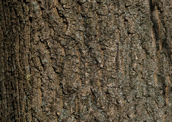 Tree bark pattern, brown natural background. Wooden textured background of tree trunk.