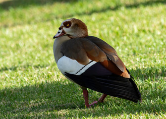 An egyptian goose walking across a grass lawn. 
