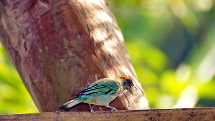 Scrub tanager (Stilpnia vitriolina) perched on a bamboo bird feeder in the Intag Valley, outside of Apuela, Ecuador