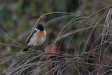 European stonechat (Saxicola rubicola). Bird in its natural environment.