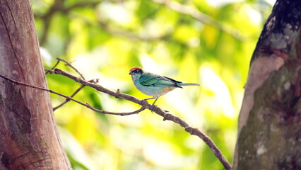 Scrub tanager (Stilpnia vitriolina) perched on a branch in the Intag Valley, outside of Apuela, Ecuador