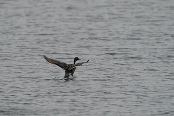 northern pintail in the sea shore