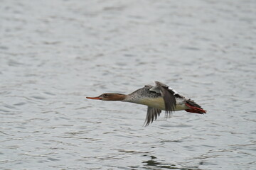 red breasted merganser in the sea