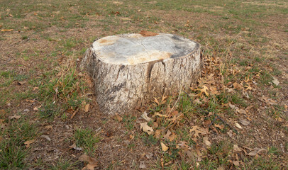 Tree stump in rural territory. High quality photo. textured trunk.