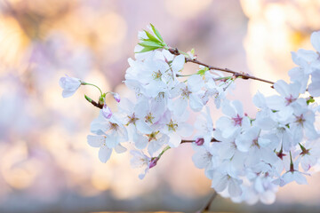 Cherry Blossoming in Spring