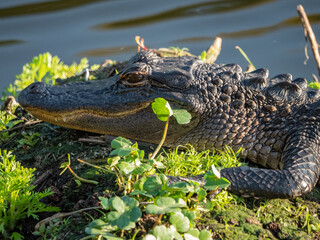 baby alligator sunbathing on the banks of a pond