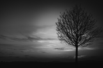 tree in the night