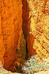 Bryce Canyon National Park, Utah. Giant natural amphitheaters, hoodoos, delicate and colorful pinnacles, red, orange, and white colors of rocks