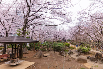 川口西公園の桜