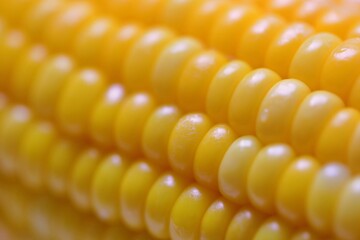 青森県ブランドとうもろこし（嶽きみ）