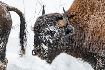 Snowy covered bison seen in winter with white snow background, horns. 