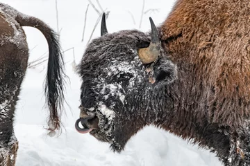 Photo sur Plexiglas Bison Snowy covered bison seen in winter with white snow background, horns. 