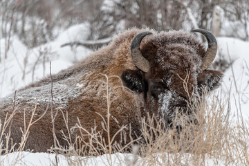 Wild bison seen in winter time, laying in snow with horns and beautiful fur. 