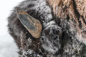 Fototapeten Close up of a wild bison buffalo head with horns and snow on beautiful fur.  © Scalia Media