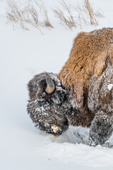 Wild Bison seen in winter season with snow covered face and snowy background. 