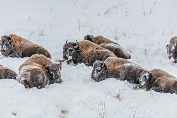 Herd of wild bison, buffalo seen in wintertime with snow-covered landscape.