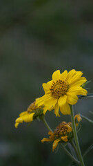 yellow flower in the garden