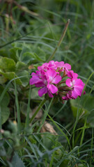 flowers in the garden
