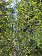 Birch bud leaves in spring in the forest