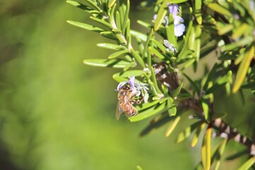 Western Honey Bee (Apis mellifera) collecting nectar from lavender flower, South Australia