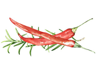 botanical watercolor illustration red pepper, rosemary.  