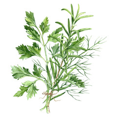 Watercolor botanical illustration rosemary, parsley, dill. Aromatic herbs 