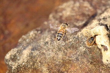 Water-collecting Western Honey Bee (Apis mellifera) landing on rock, South Australia
