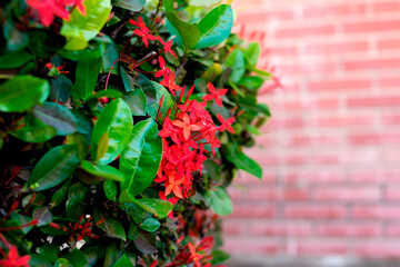 Photo of flowers taken in daylight. You can see stems, trunks, leaves, flowers, fruits, bricks, soil, substrate, different colors, shadows, parking lots, residential areas, bushes, hedges, grass, gras