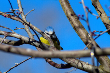 mésange bleue (cyanistes caeruleus) en europe posée sur une branches de prunier cerise en fleur (prunus cerasifera)	