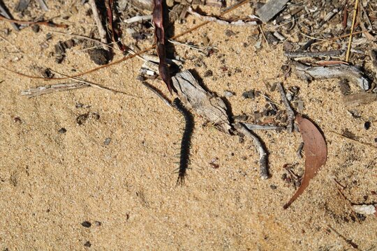 Striped Centipede (Scolopendra laeta) South Australia