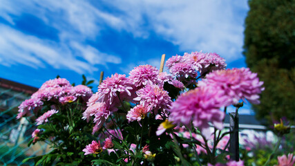 強く、延々と続く空に向かって咲くキク科の花