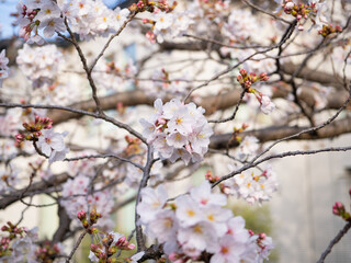 Pink and white cherry blossoms with yellow pollen in the center, green leaves and blue sky in early spring.