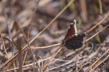 Mourning Cloak Butterfly in the grass