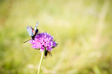 Scarlet tiger moth on clover flower close up.