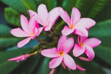 Foto auf Acrylglas Antireflex close-up of frangipani plumeria plant with plenty of pink flowers © faithie
