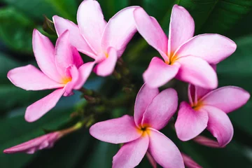 Foto op Plexiglas close-up of frangipani plumeria plant with plenty of pink flowers © faithie