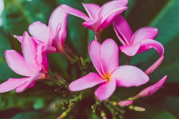 Deurstickers close-up of frangipani plumeria plant with plenty of pink flowers © faithie