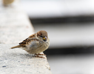 A lonely sparrow sits on a ledge waiting for its friends or next meal.