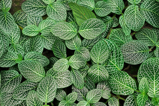 A green leaves of a  Fittonia verschaffeltii also known as a Nerve plant from Peru.