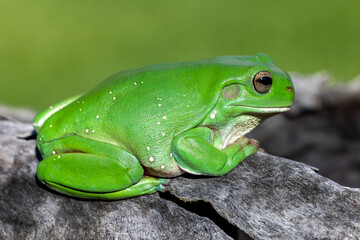 Australian Green Tree Frog basking on log